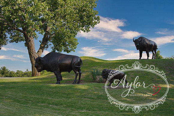 Yukon - Buffalo at Boot Hill Park (IMG_3626)