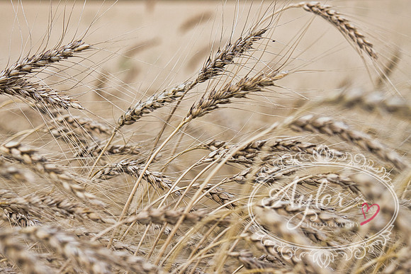 Yukon - Wheat (IMG_3498)