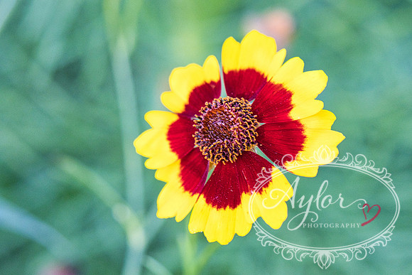 Country - Golden Tickseed (IMG_3800)
