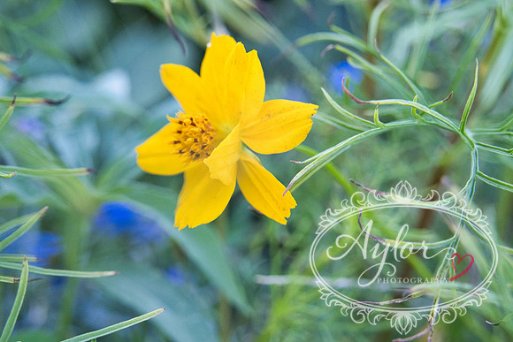 Country - Yellow Cosmos (IMG_3794)