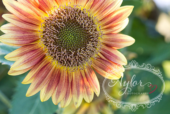 Country - Sunflower (IMG_3796)