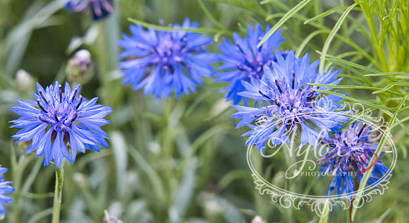 Country - Bachelor's Button (Cornflower) (IMG_3804)