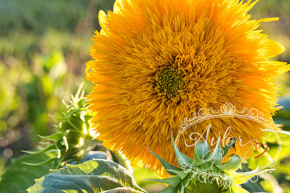 Country - Thinleaf Sunflower (IMG_3810)