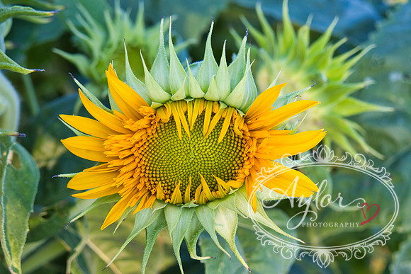 Country - Sunflower 'Ring of Fire' (IMG_3811)